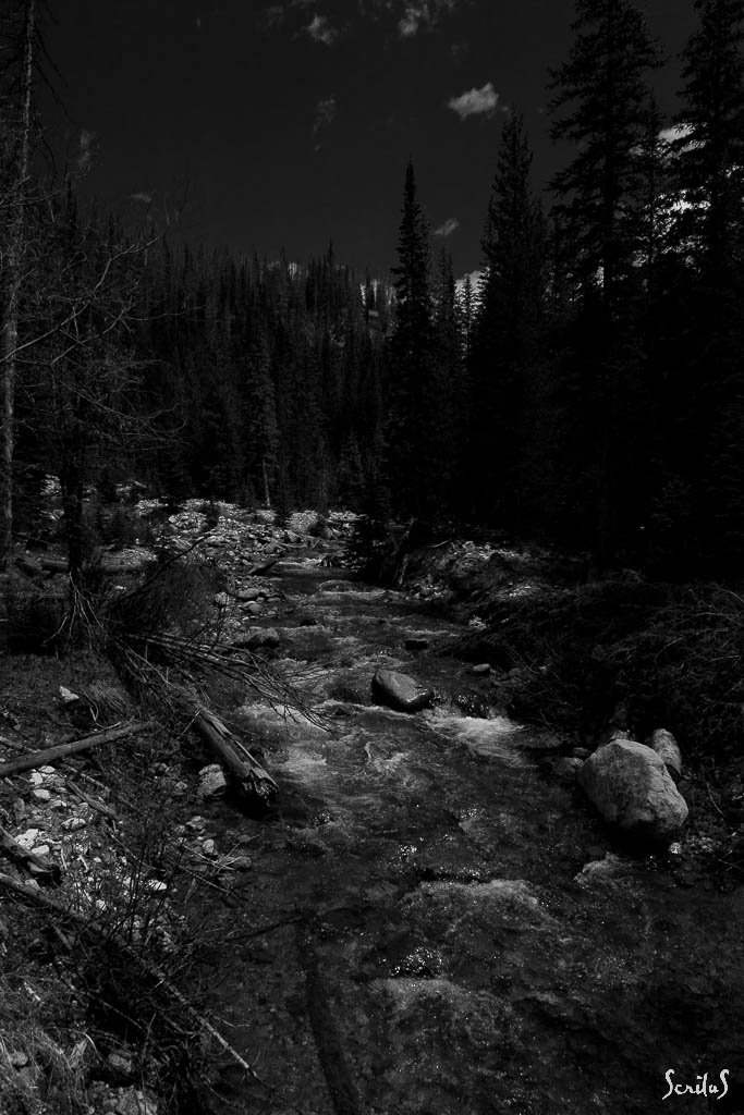 Colorado naissant dans forêt sombre.