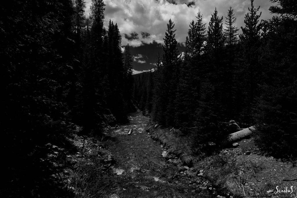 Colorado naissant dans forêt sombre.