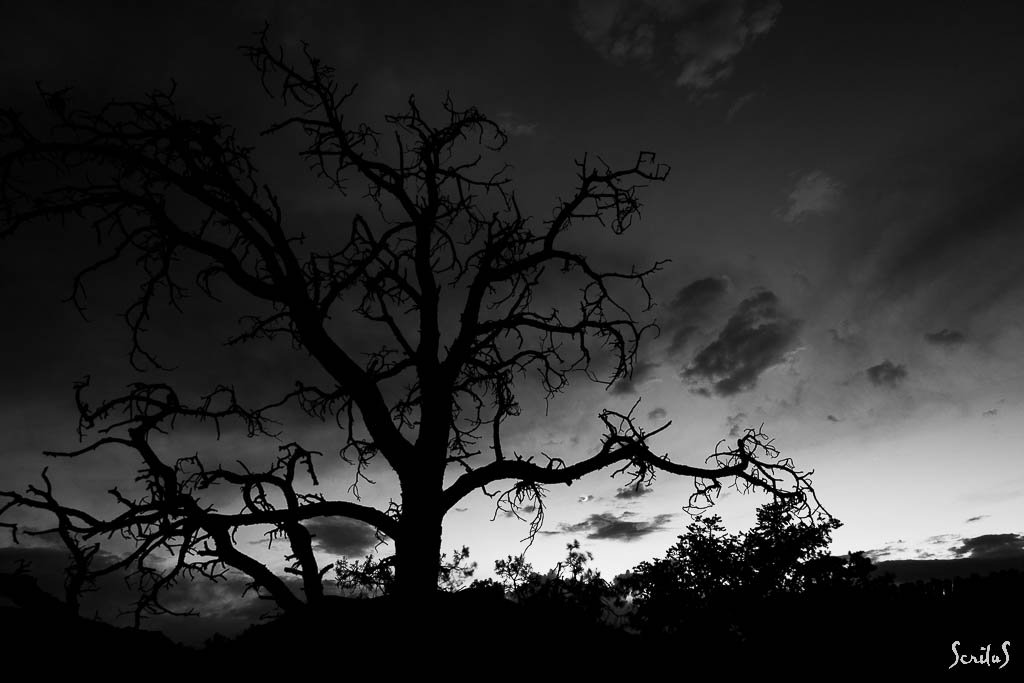 Arbre menaçant en contrejour sous ciel chargé.