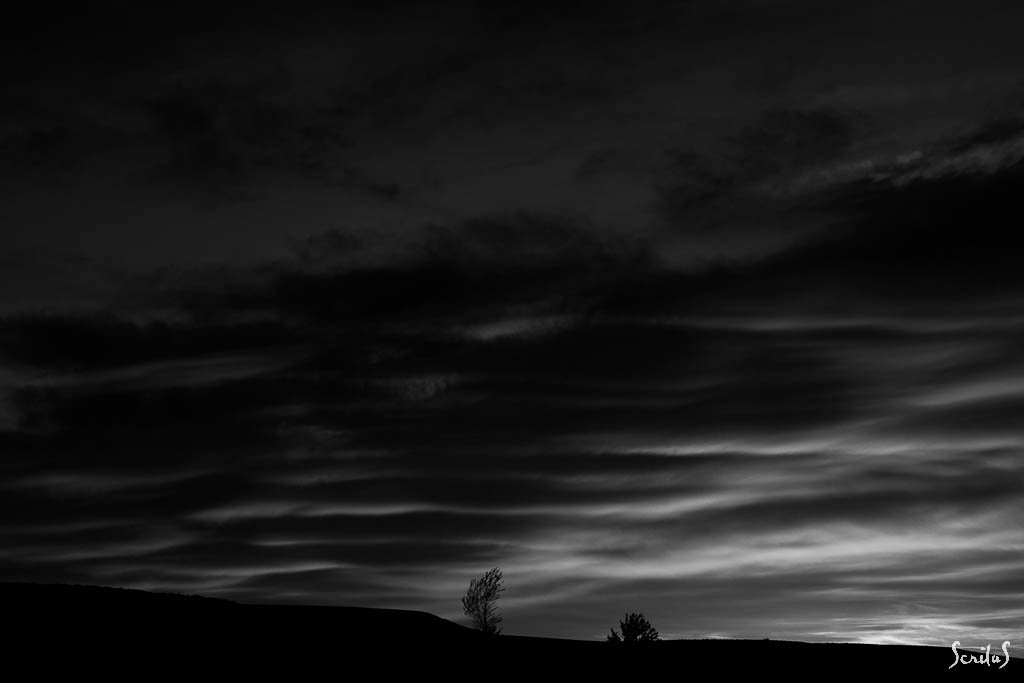 Arbres dans la tourmente sous ciel chargé.