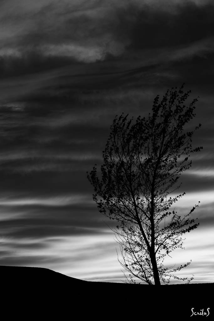 Arbre résistant au vent.