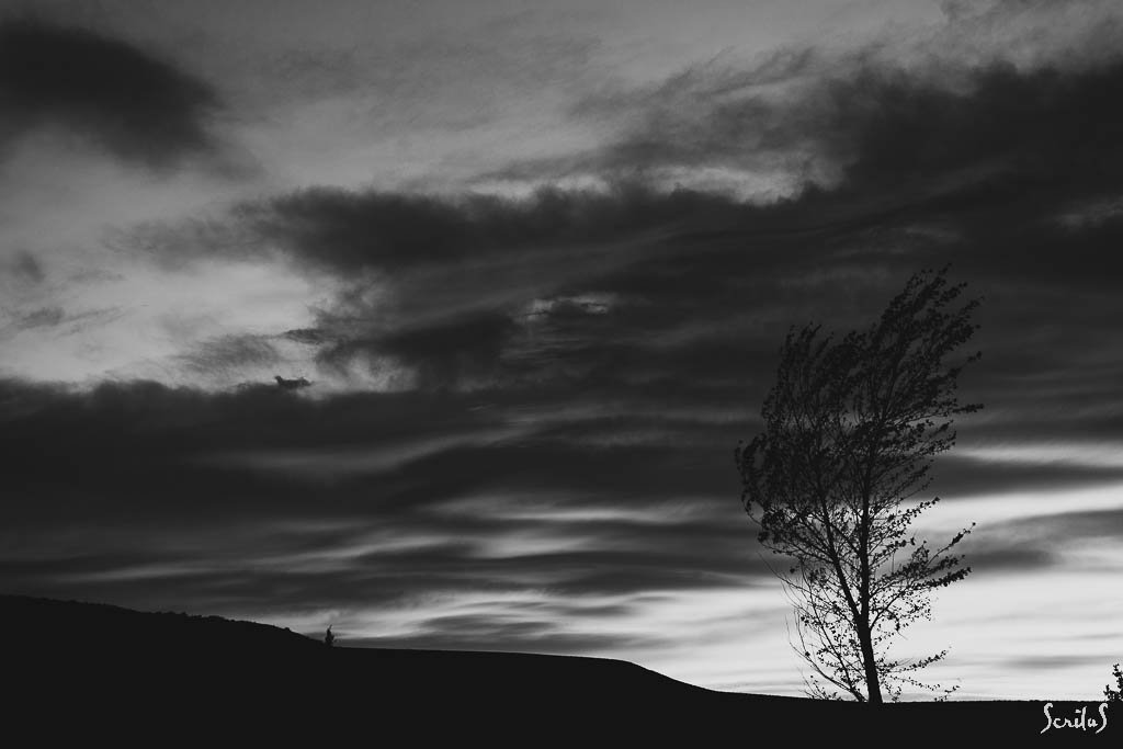 Arbre chancelant dans le vent sous ciel menaçant.