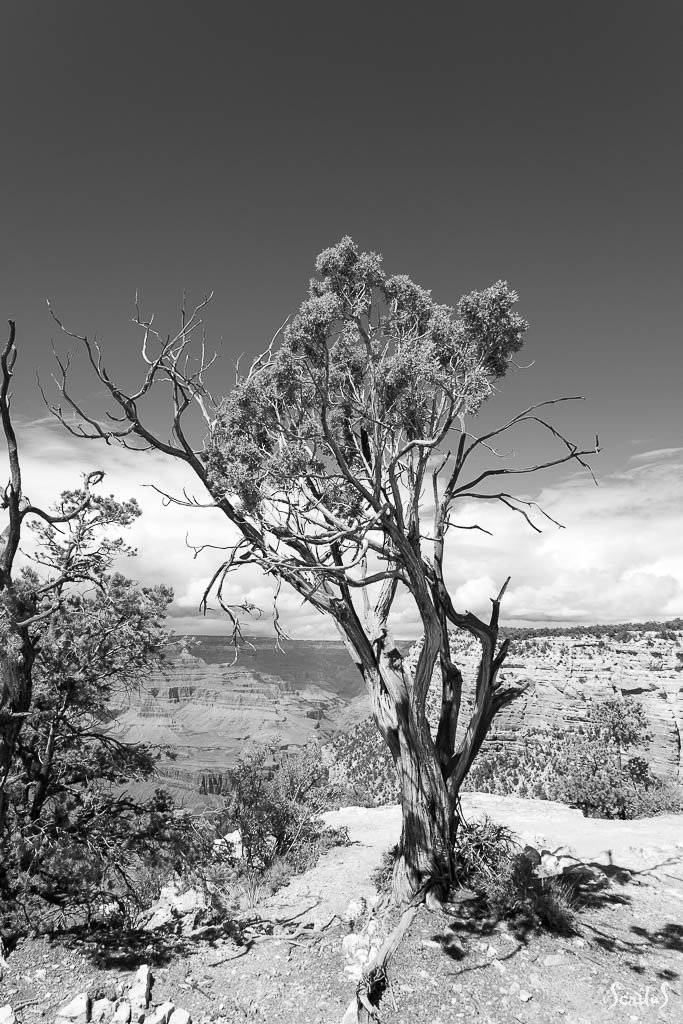Genévrier d'Utah dominant le Grand Canyon