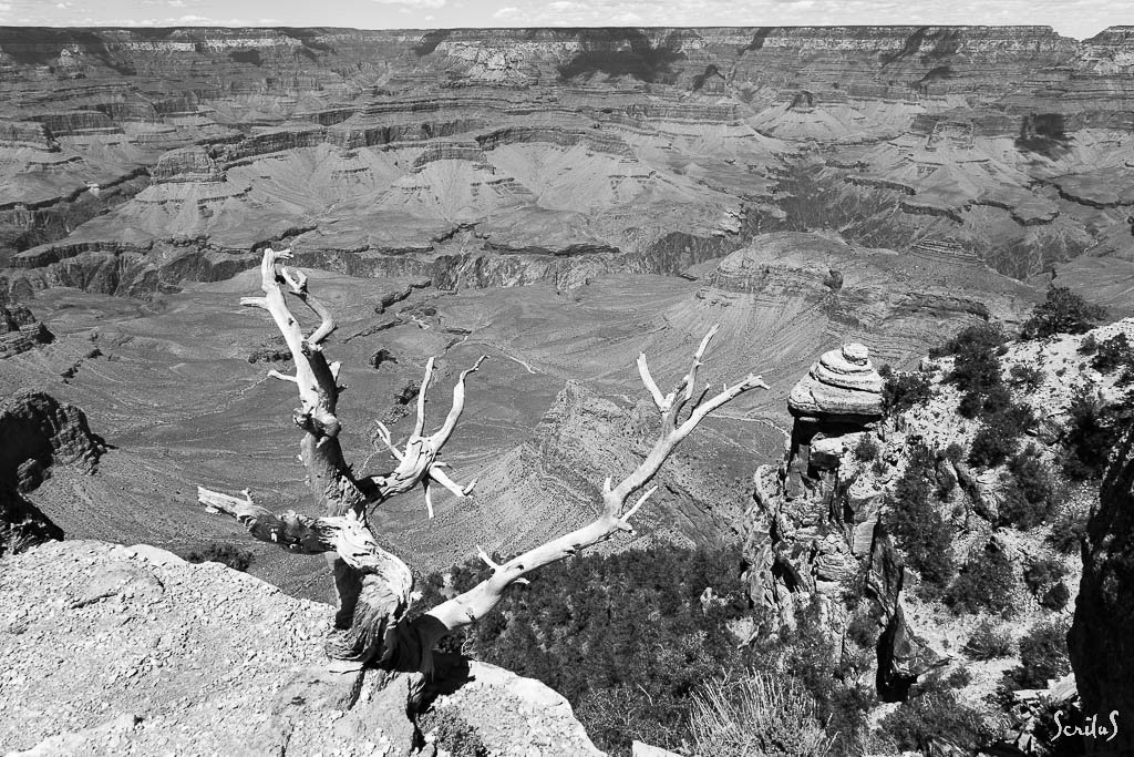 Squelette de genévrier d'Utah sur le Grand Canyon
