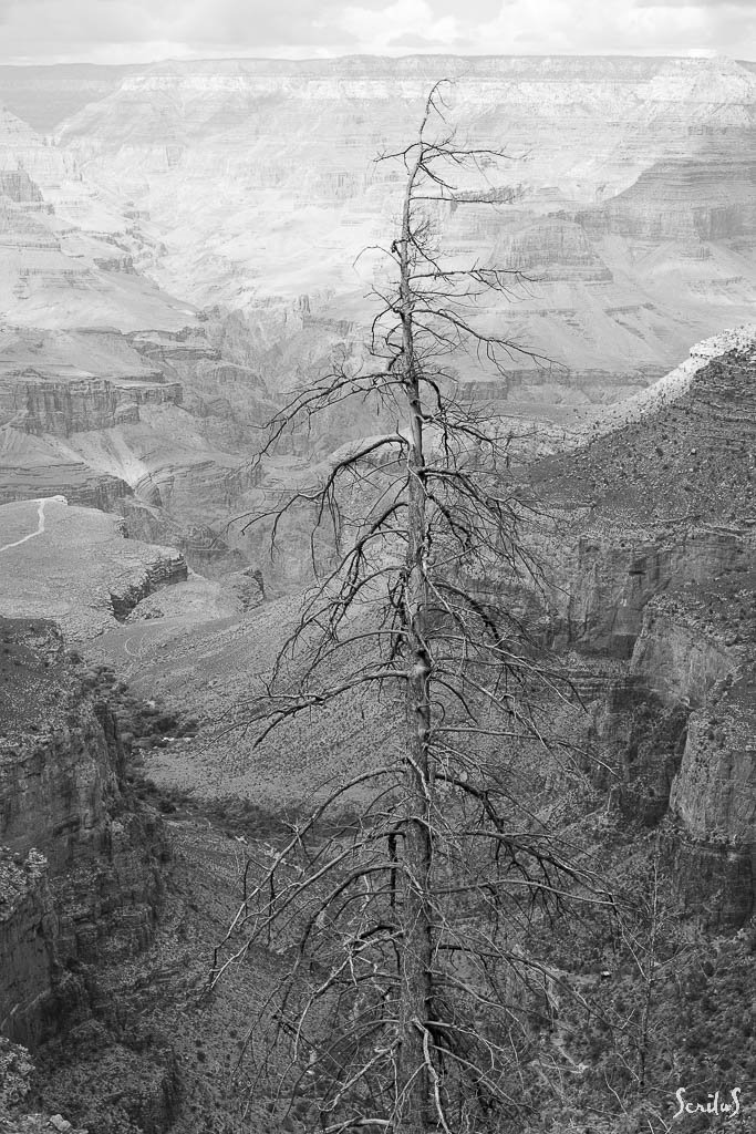 Squelette d'arbre sur le Grand canyon