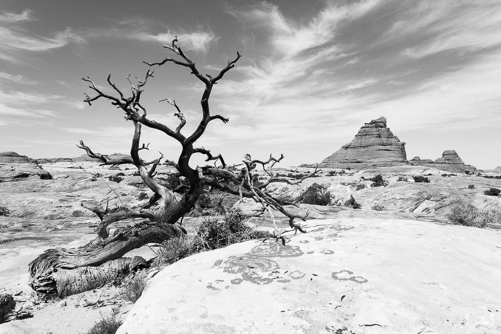 Squelette de genévrier d'Utah et butte dans Canyonlands National Park