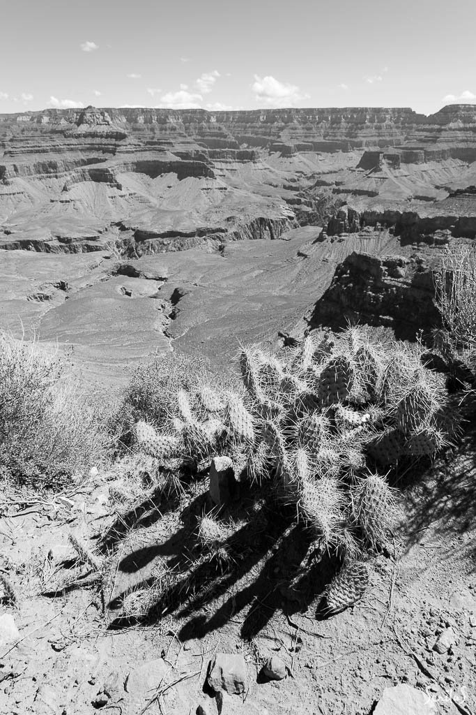 Bosquet de cactus surplombant le Grand Canyon