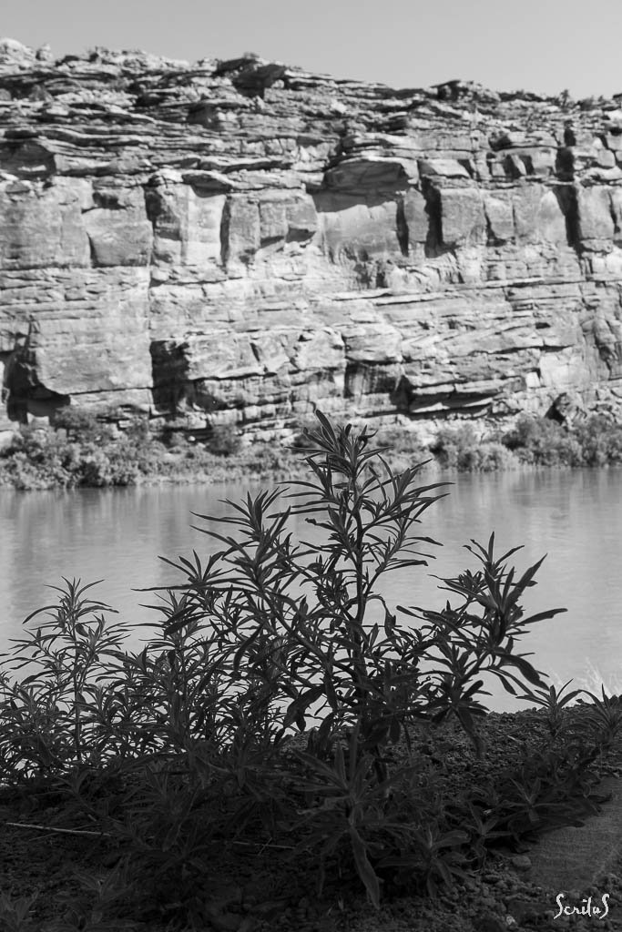 Milkweed au bord du Colorado