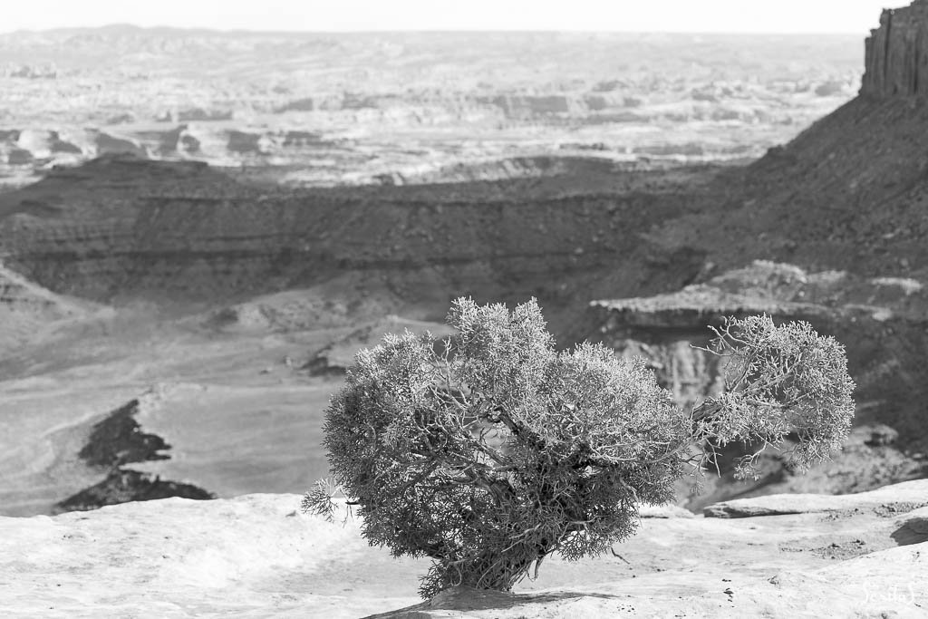 Genévrier d'Utah dans Canyonlands National Park