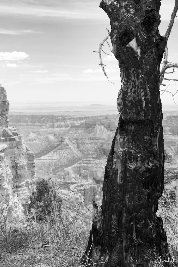 Tronc d'arbre mort et Grand Canyon vu du nord