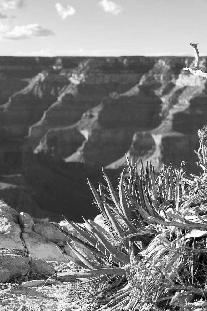 Agave sur le Grand Canyon