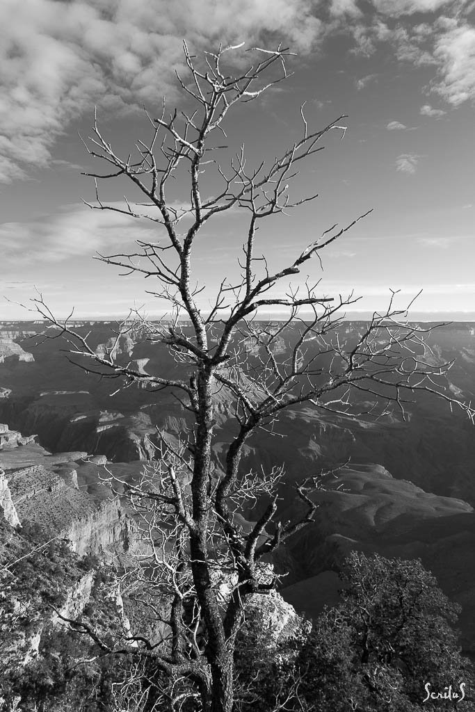 Squelette d'arbre au dessus du Grand Canyon