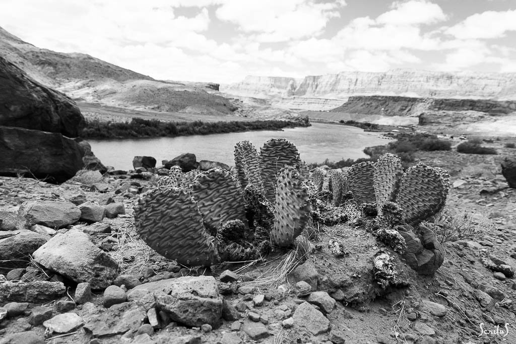 Cactus et méandre du Colorado - Lees Ferry - Arizona