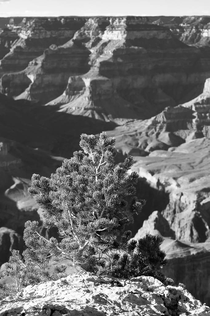Pin au bord du Grand Canyon