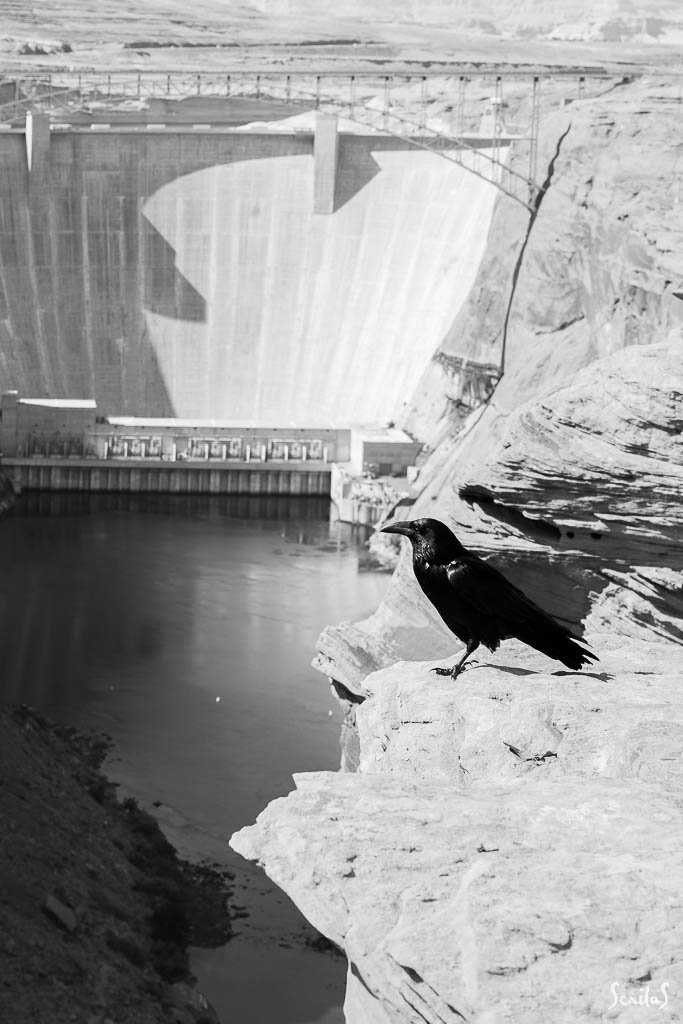 Corbeau et barrage de Glen Canyon - Arizona