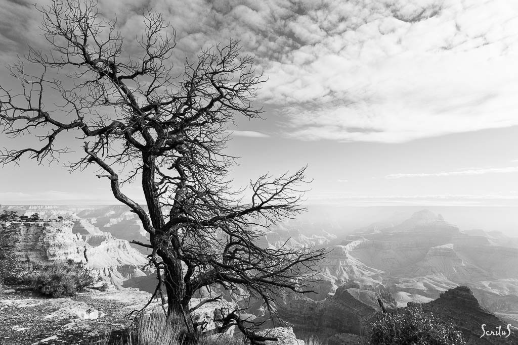 Arbre mort sur le Grand Canyon du Colorado