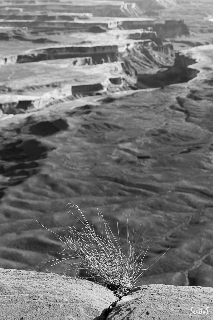 Touffe d'herbe entre deux rochers surplombant un canyon