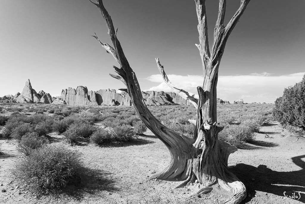 Genévrier d'Utah mort dans Arches National Park