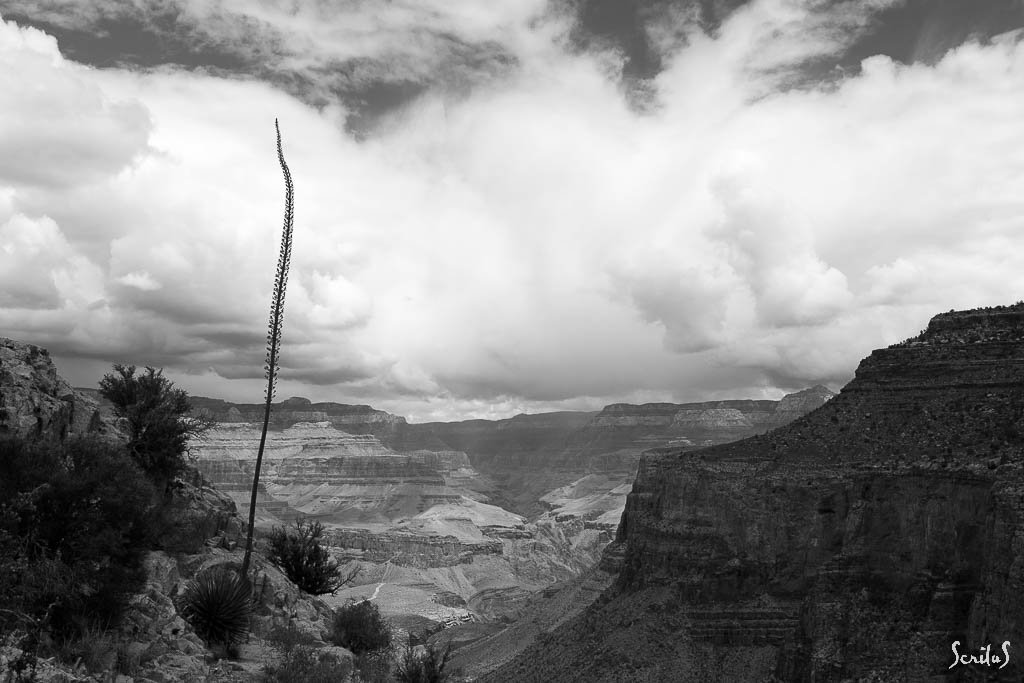 Fleur de yucca sur Grand Canyon du Colorado