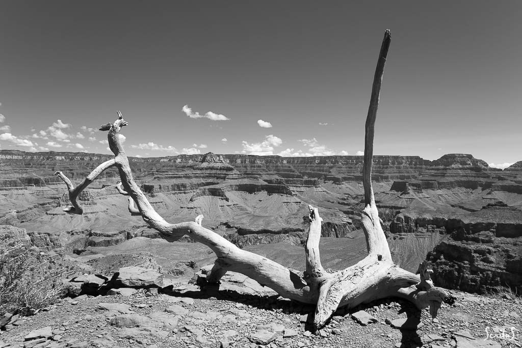 Reste d'un arbre mort et canyon