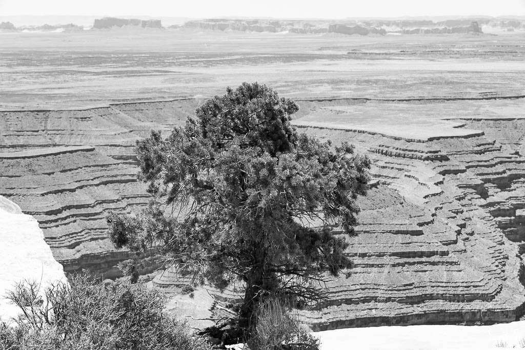 Pin au bord d'un plateau à Muley point, Utah.
