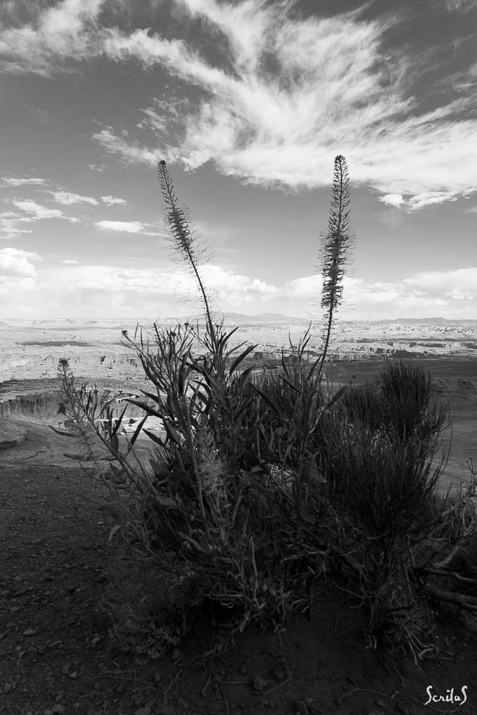 Plante du désert et canyons