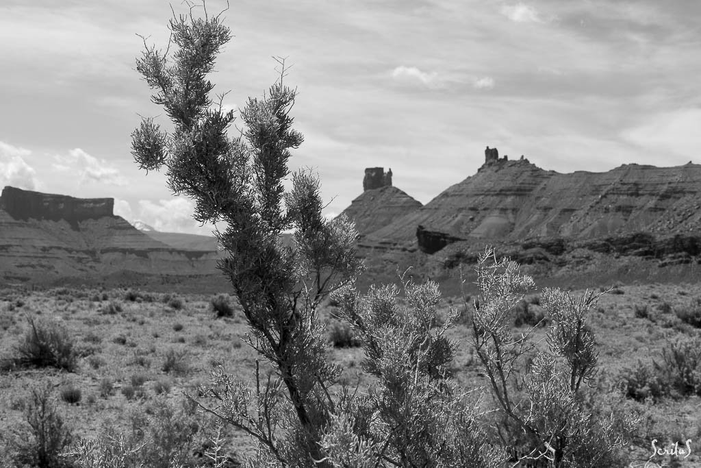 Arbuste du désert et buttes