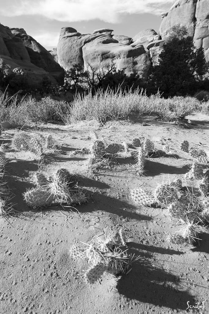 Cactus et rochers ronds