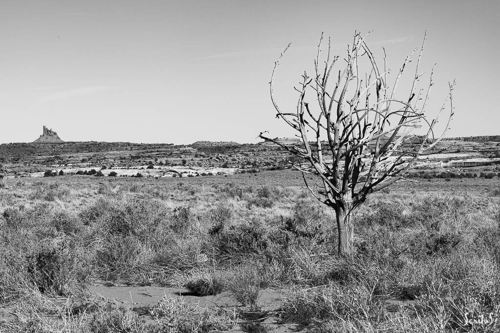 Arbre déplumé et buttes à l'horizon