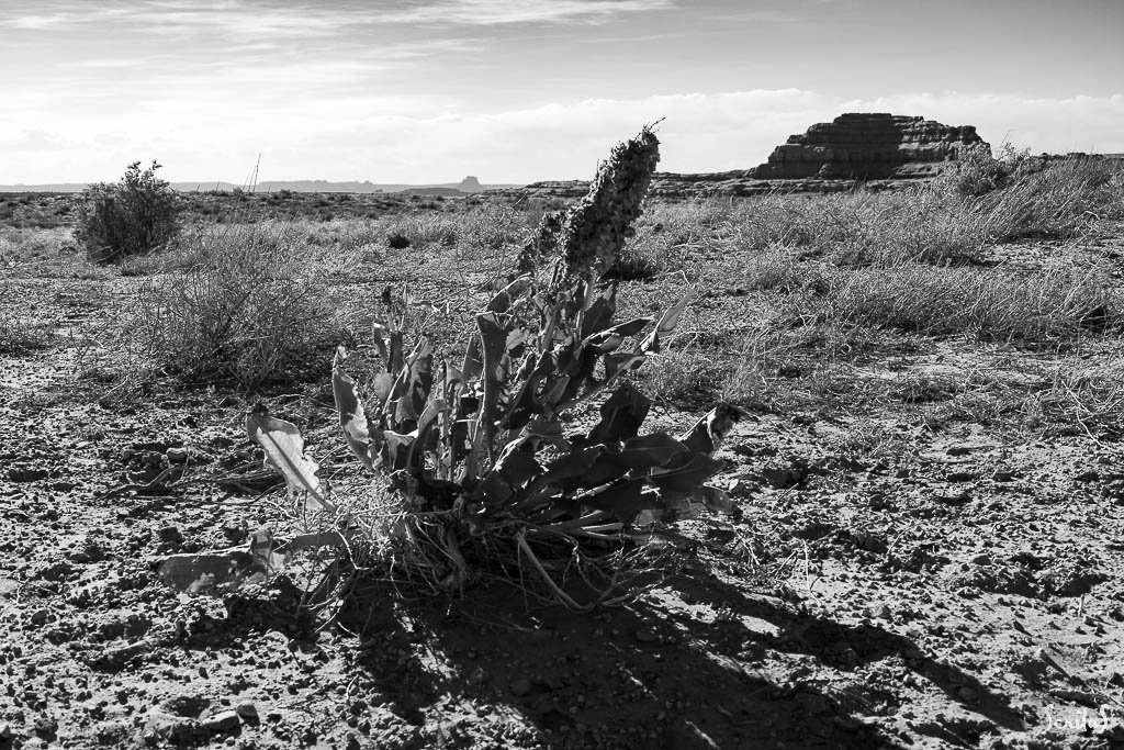 Plant de canaigre dans le désert.
