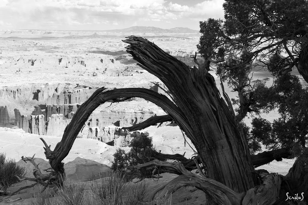 Tronc de genévrier d'Utah mort devant un canyon.