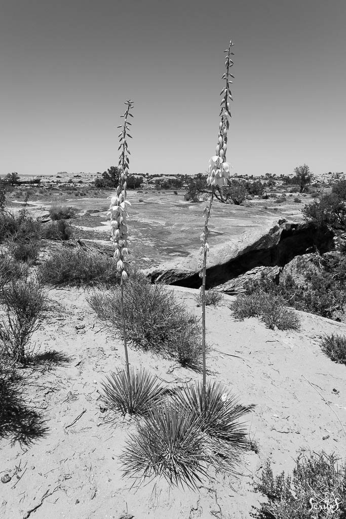 Fleurs de yucca dans Canyonlands Needles - Utah.