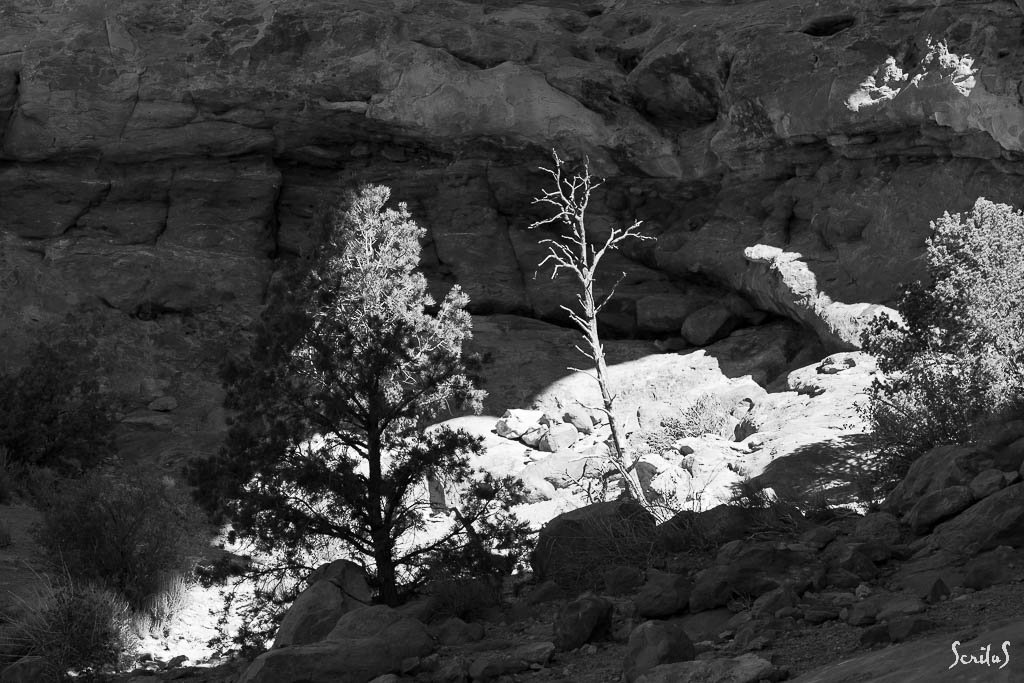 Arbres dans un écrin de roches.