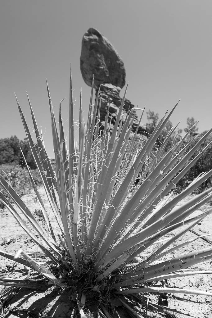 Agave dans Arches National Park.