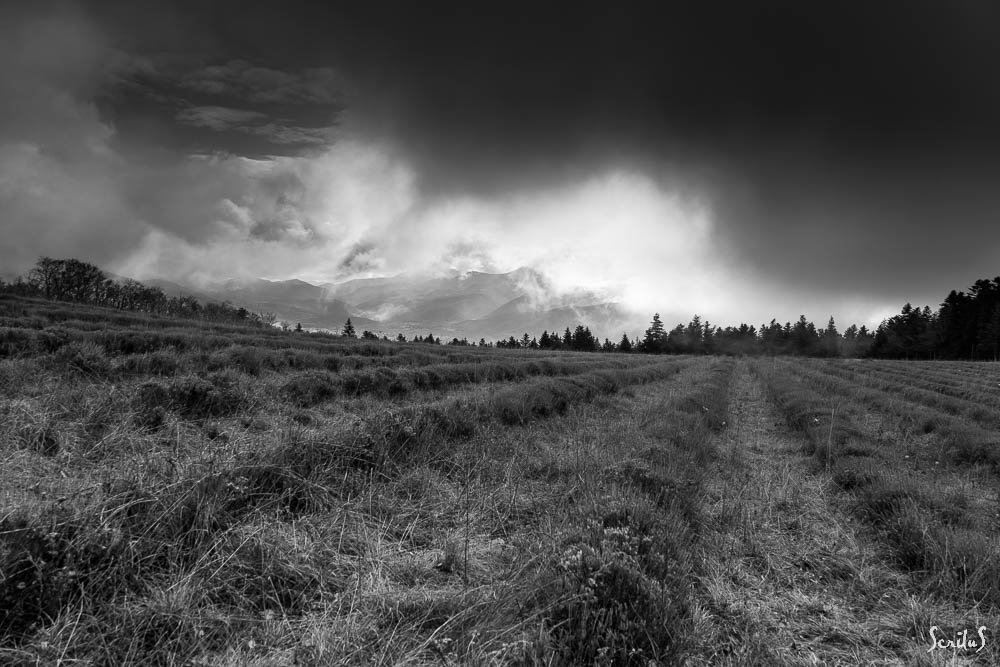 Champ de lavande en hiver.
