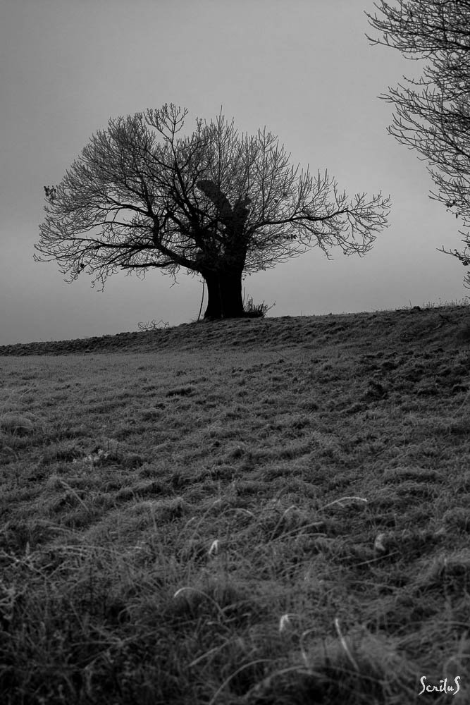 Arbre solitaire dans la grisaille.