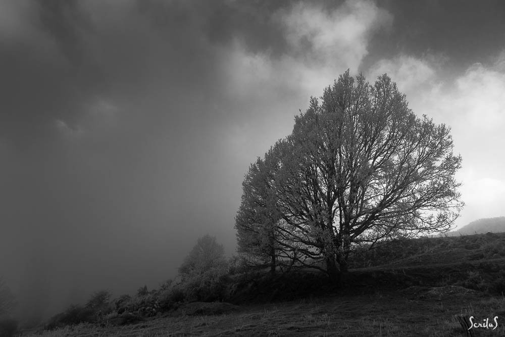 Arbre givré.
