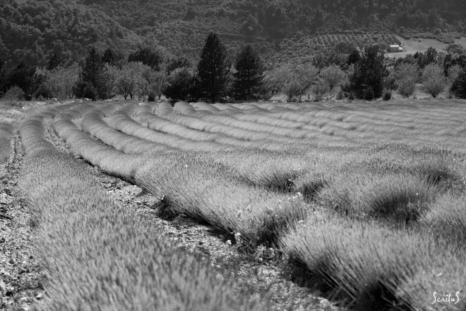 Champ de lavande en moyenne montagne