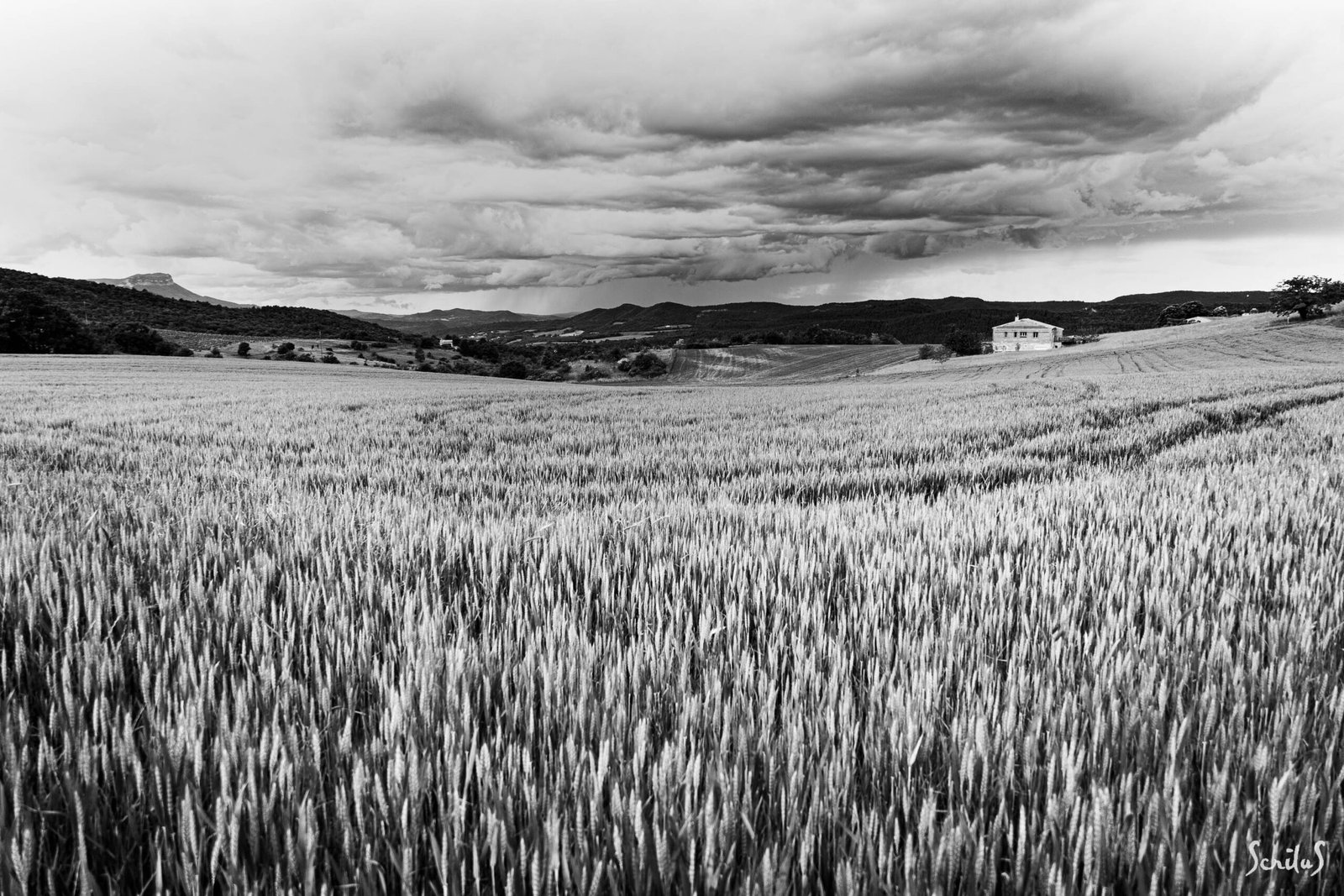 Blé en herbe sous un ciel dramatique
