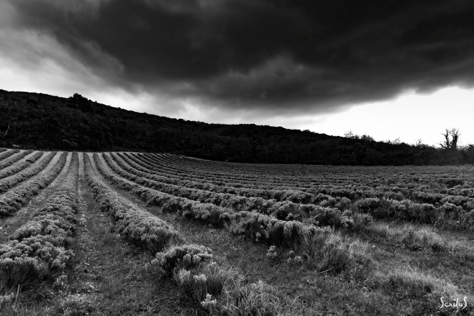 Champ de lavandes sous un ciel dramatique